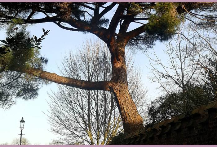 View of a trunk of a stone pine tree against a blue sky