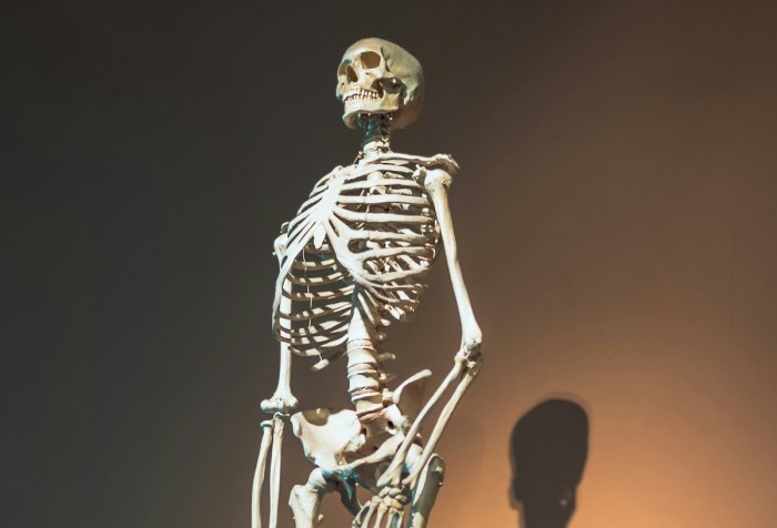 A human skeleton on display, its shadow projecting on the wall behind it